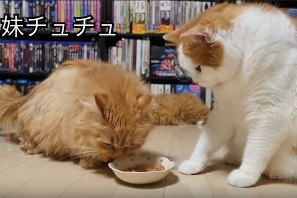 妹思いの兄ニャンコ