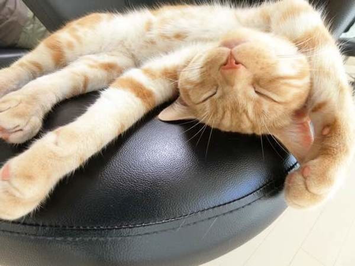 猫の オシッコ観察 で健康チェック オシッコにまつわる問題にチャレンジ ねこのきもちweb Magazine 猫の オシッコ観察 で健康チェック オシッコにまつわる問題にチャレンジ ねこのきもちweb Magazine