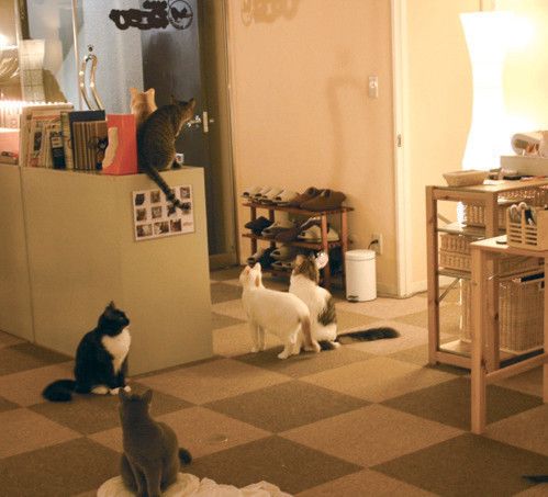 東京　豊島区　猫カフェ　ねころび