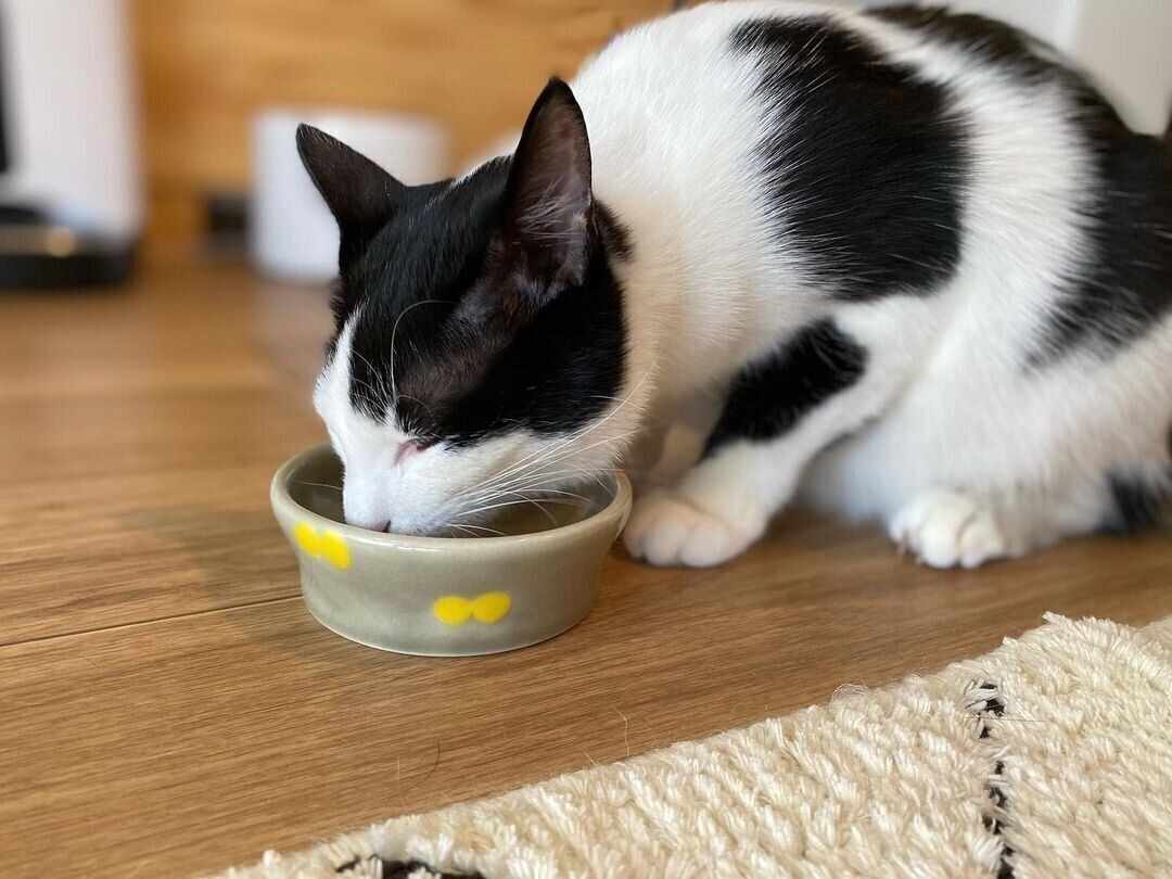 やちむんのフードボウル