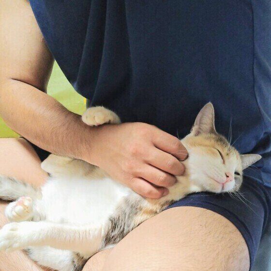 ミケ猫のももちゃん