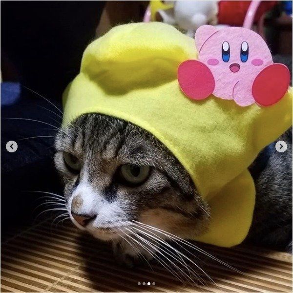 ねこのかぶりもの