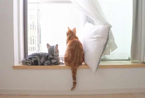 ほっこりする猫との暮らし