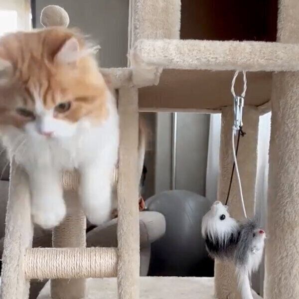 難しいほうを選ぶノワくん