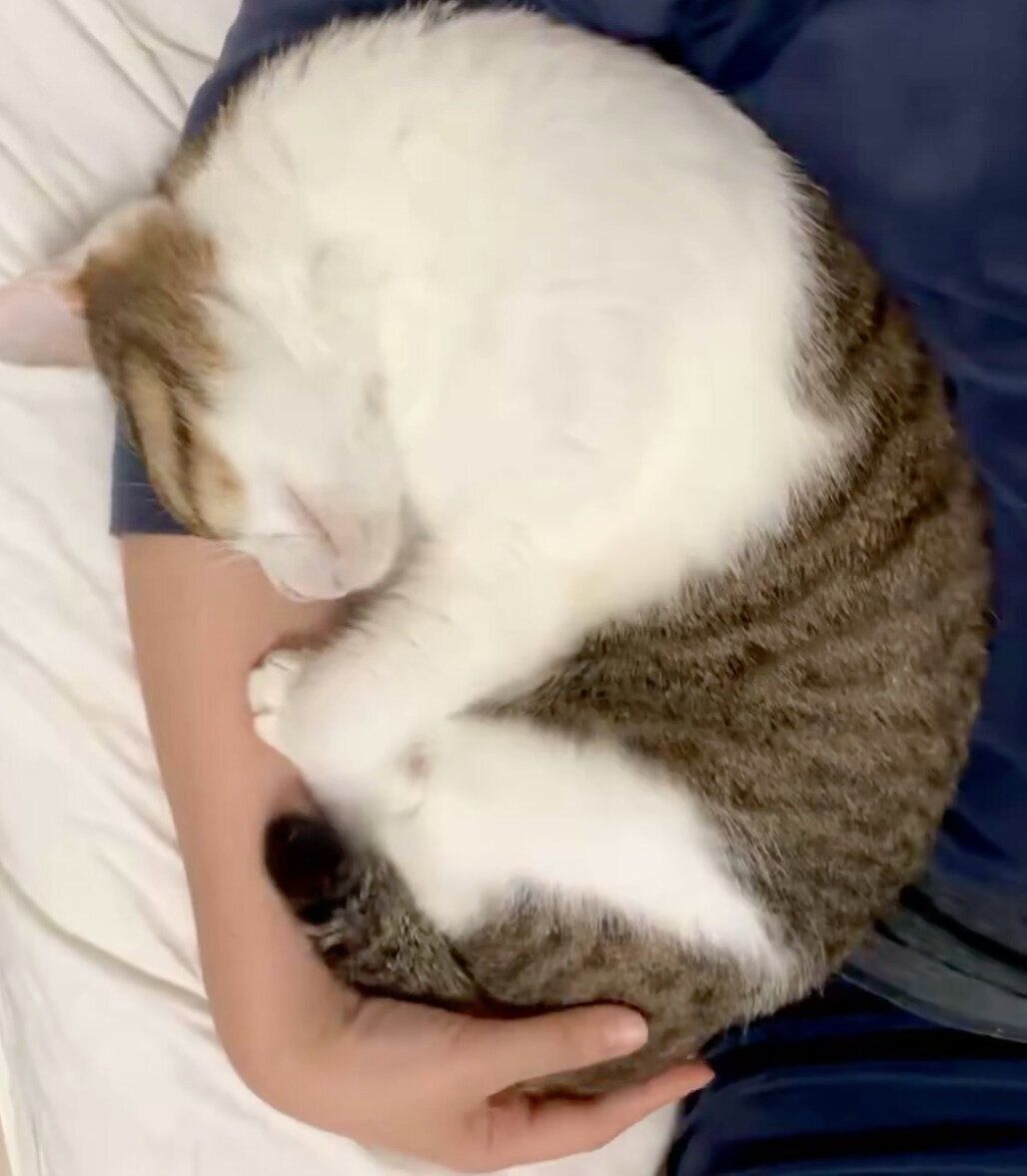 飼い主さんの腕枕で眠るくろみつくん