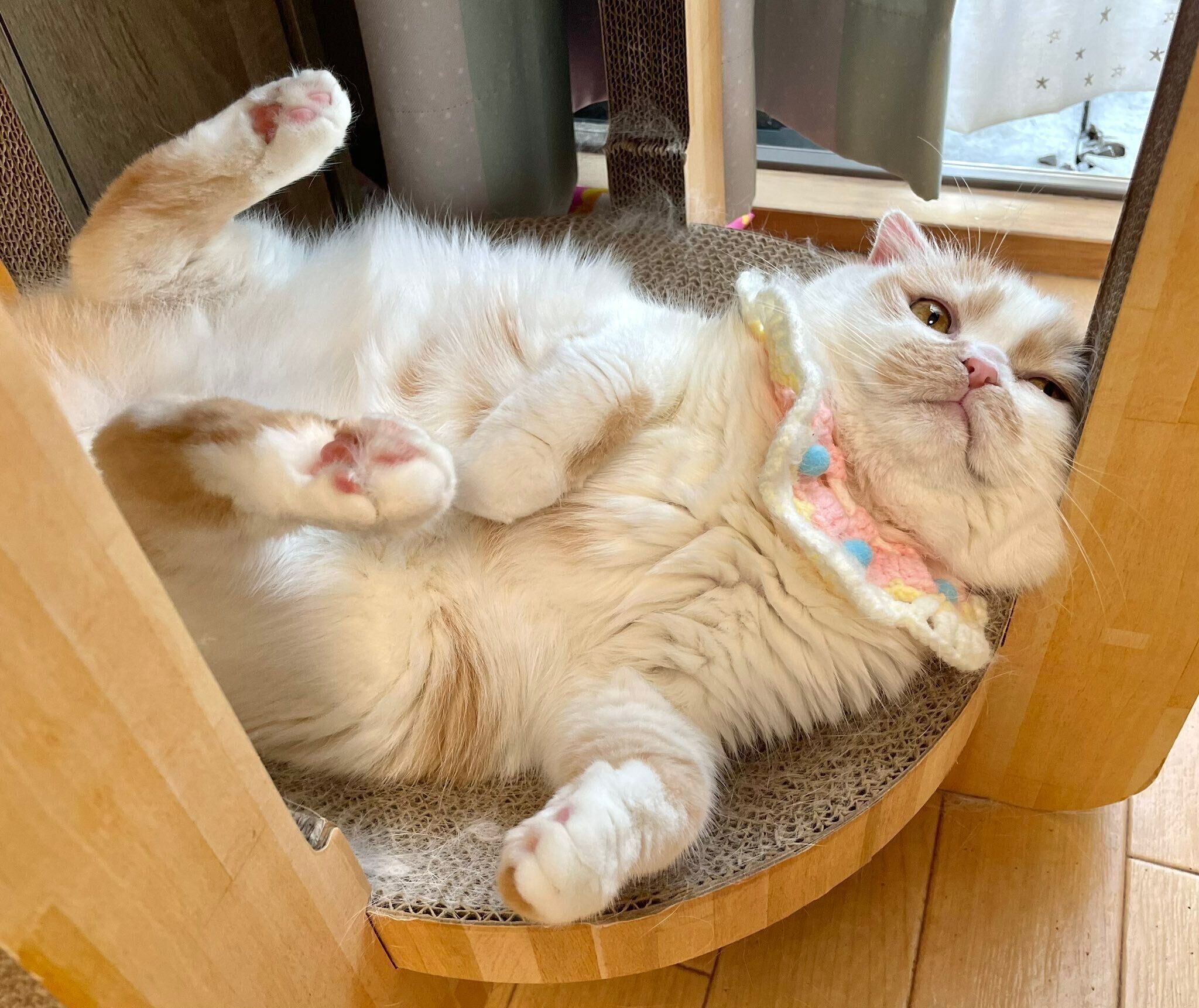 寝転がるホイちゃん