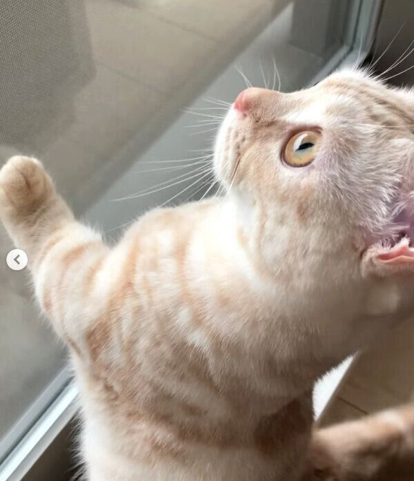 鳩を見つめるナツちゃん