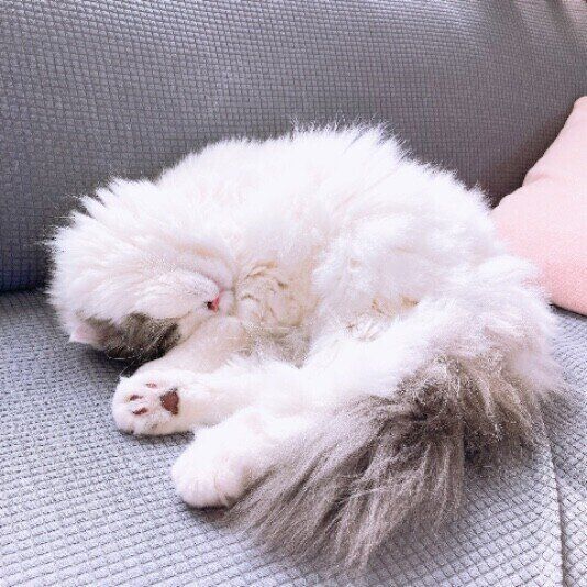 眠るスコティッシュフォールド・ロングヘア