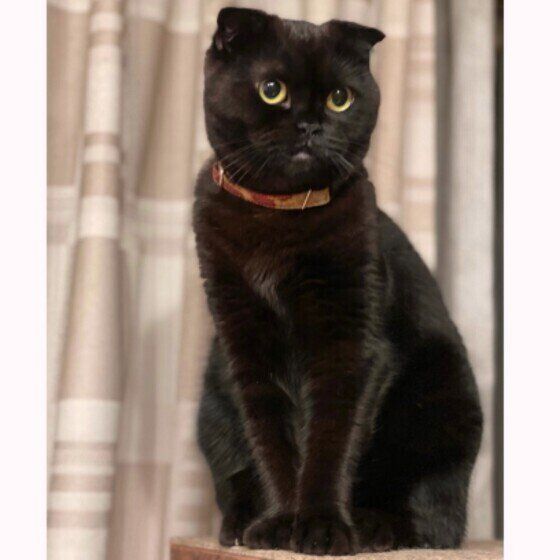 スコティッシュフォールドのはなちゃん