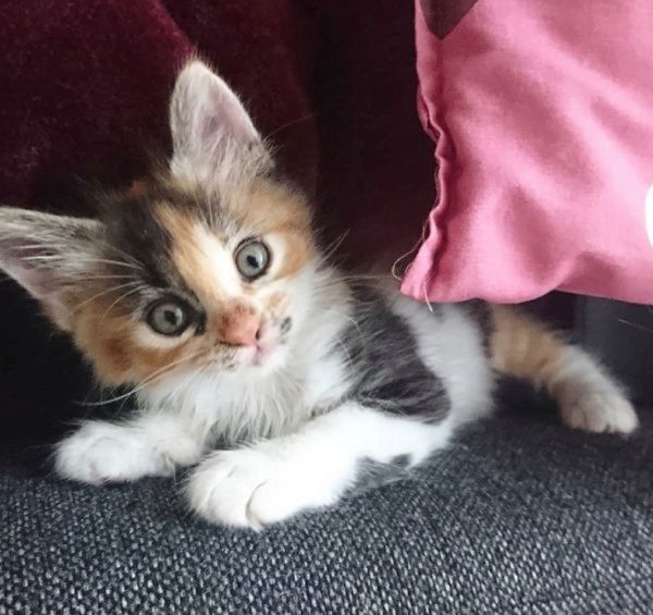 すごい体勢で寝る猫