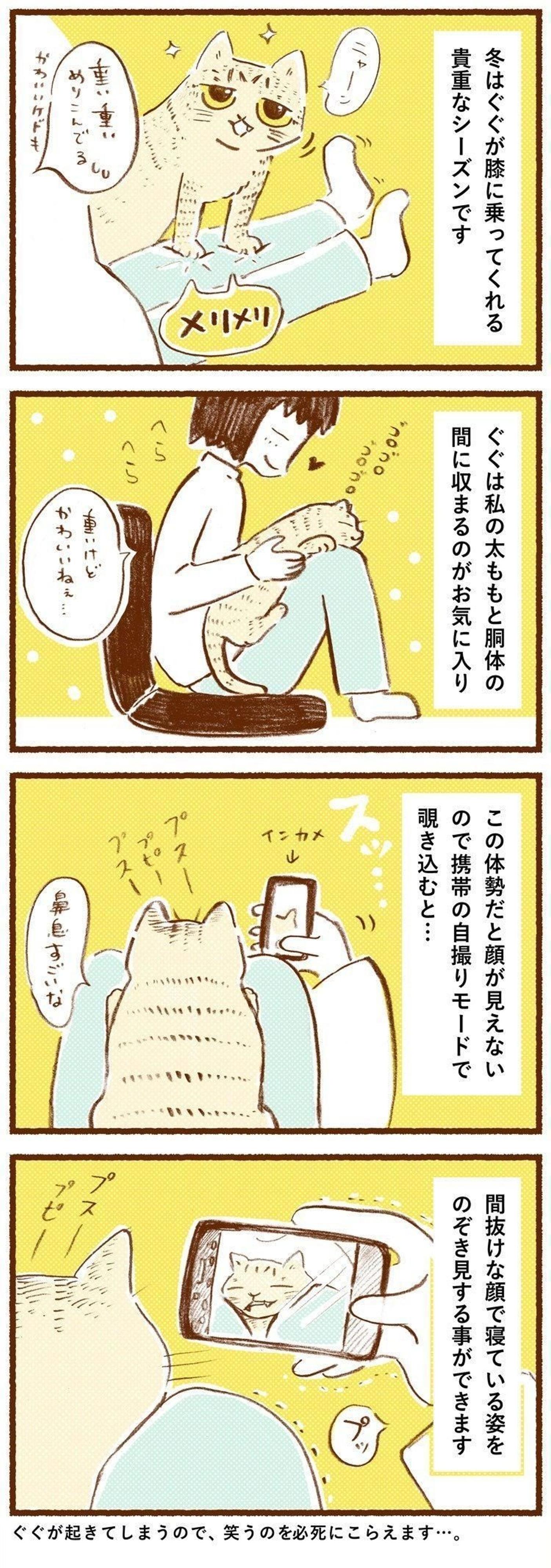 どんな顔してるの 膝の上の猫をのぞき見したら しまねこぐぐ Vol 45 ねこのきもちweb Magazine どんな顔してるの 膝の上の猫をのぞき見したら しまねこぐぐ Vol 45 ねこのきもちweb Magazine