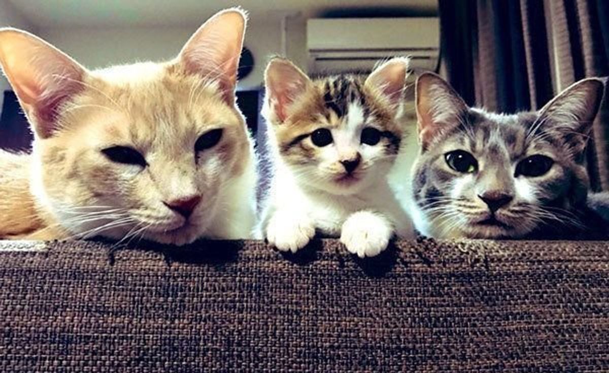 3匹の子猫を助けて 猫の恩返し と話題に 保護されたコのその後を知りたい ねこのきもちweb Magazine 3匹の子猫を助けて 猫の恩返し と話題に 保護されたコのその後を知りたい ねこのきもちweb Magazine
