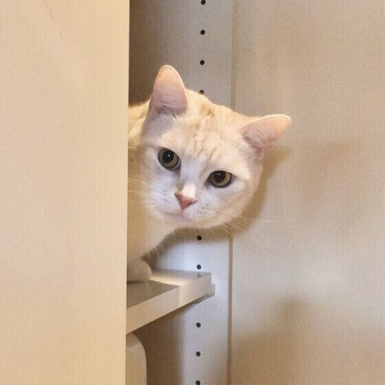 アメリカンショートヘアのちゃいくん