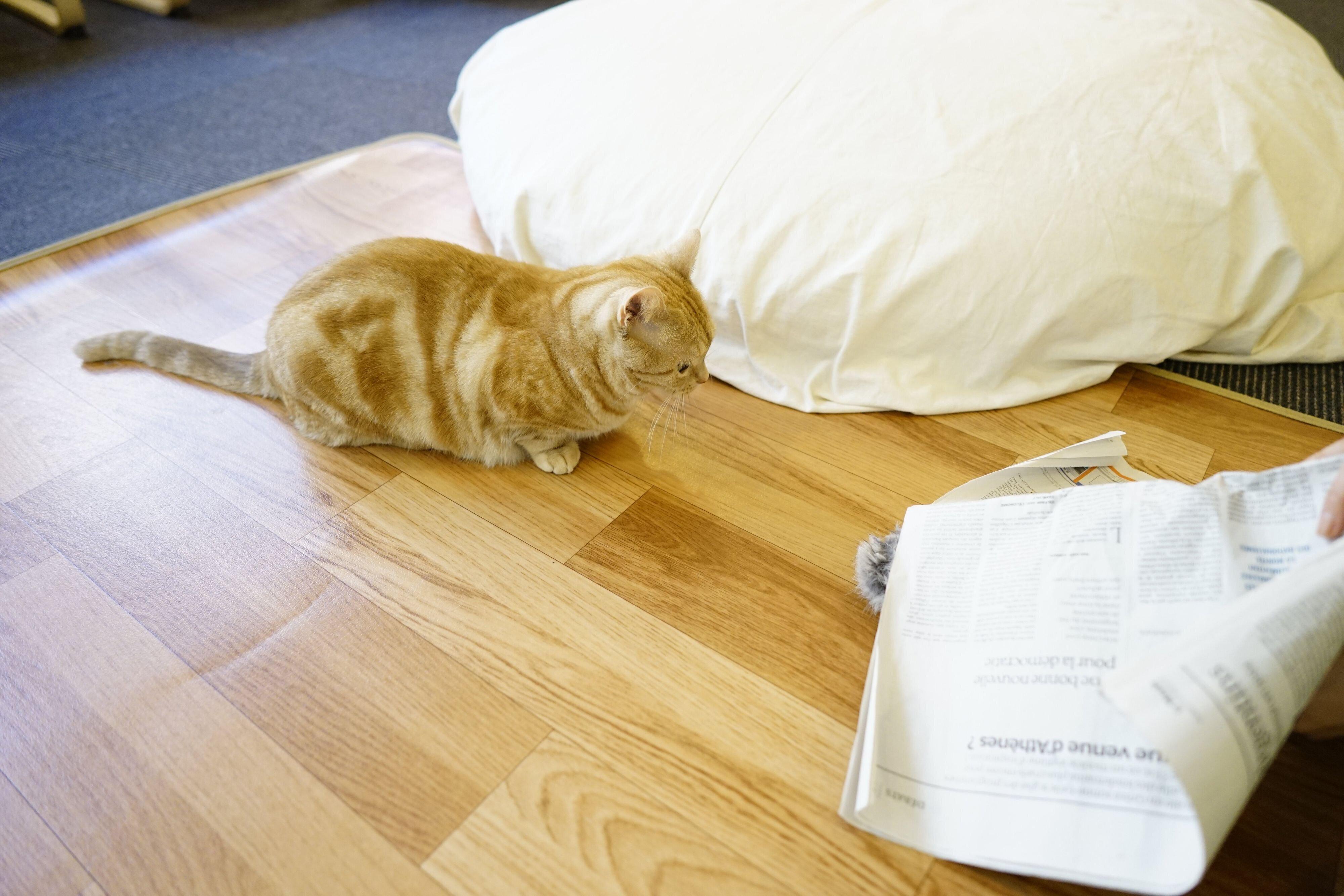 撮影／石原さくら