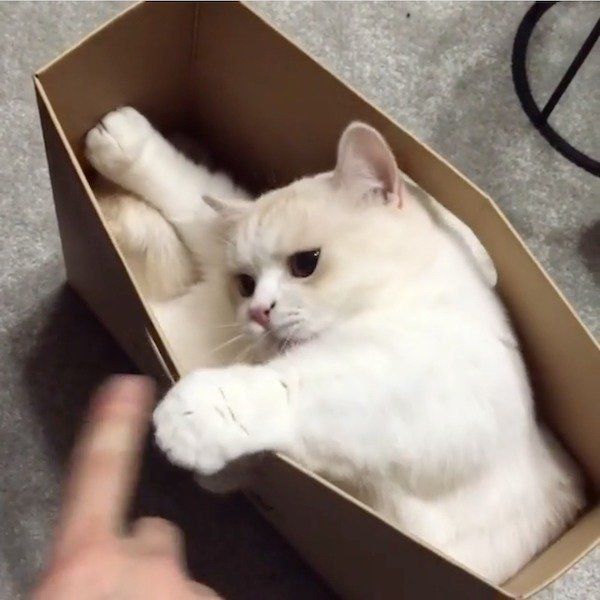 狭いところが大好きなマンチカン