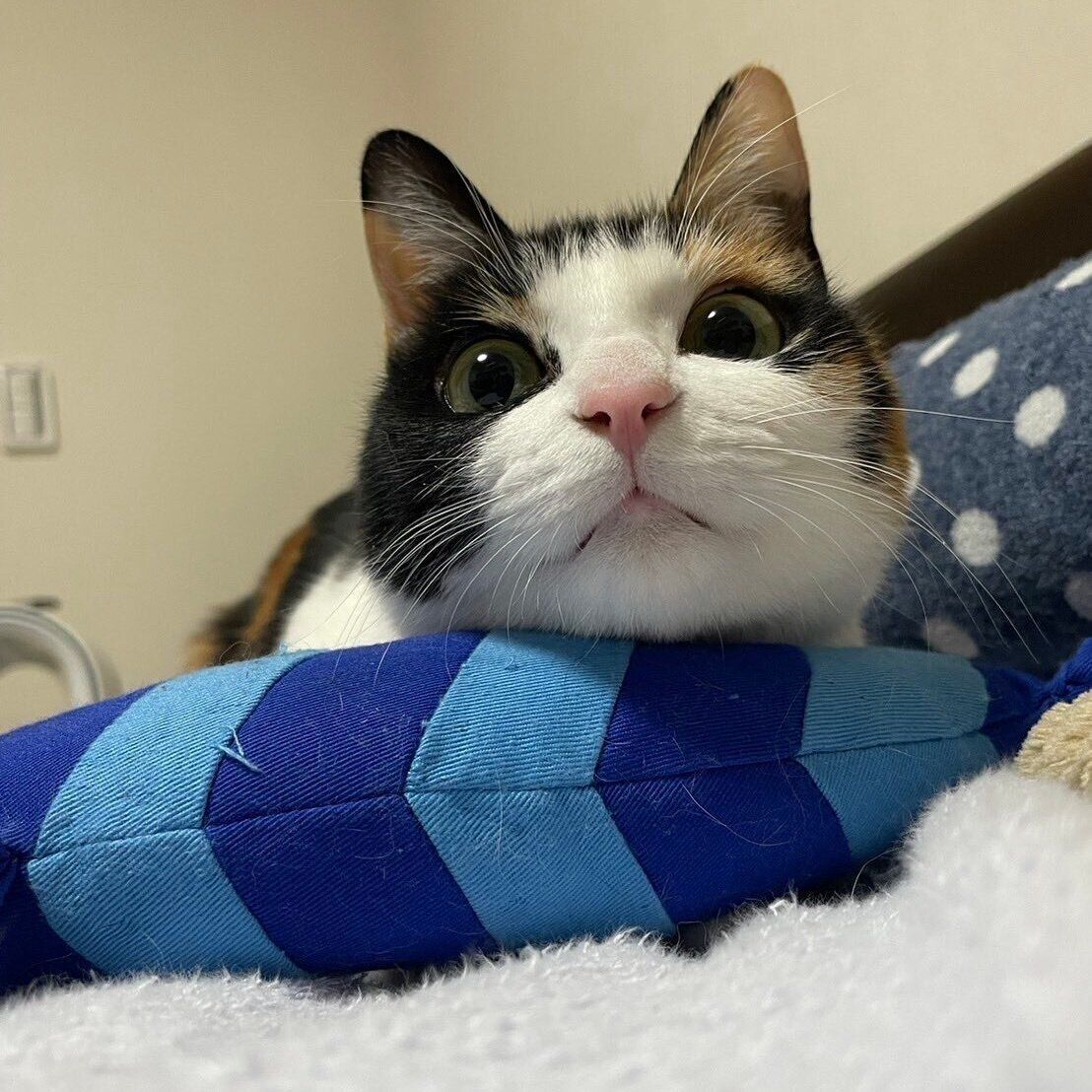 「エビ越しなっちゃん」