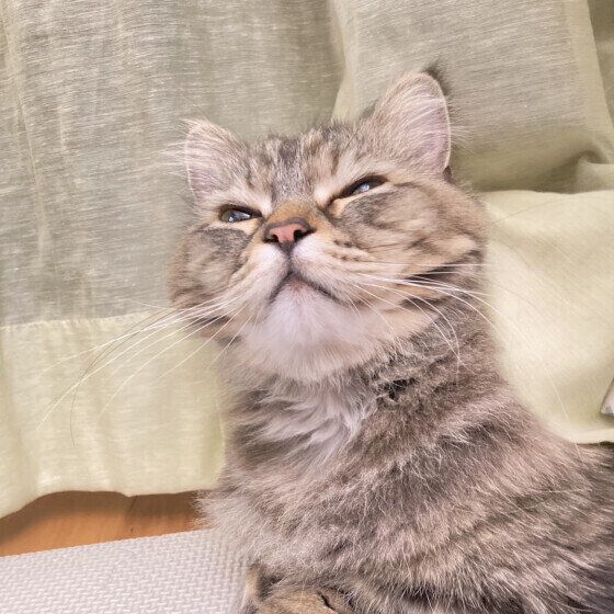 ニオイをくんくん嗅ぐ猫