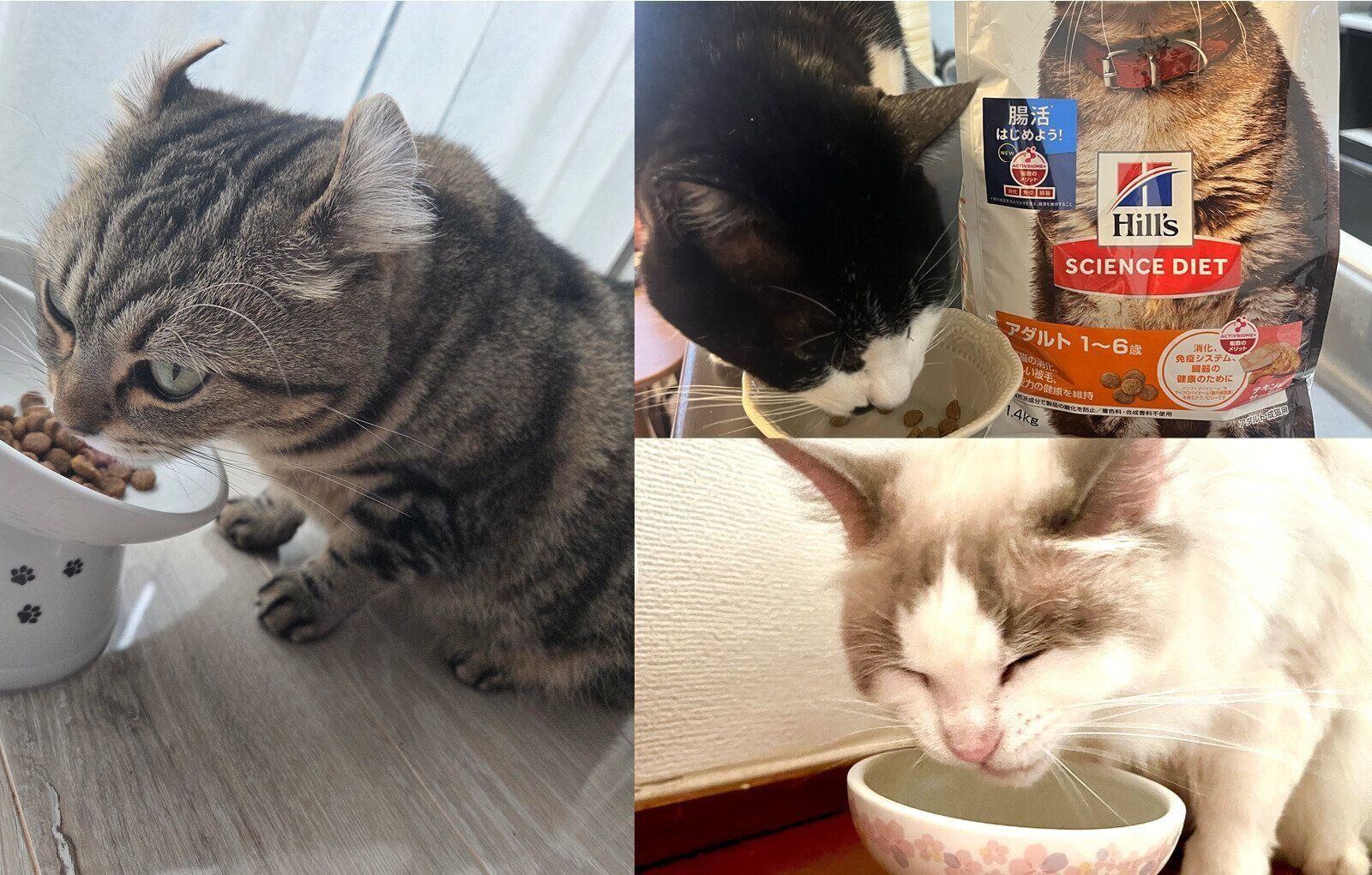 ペットフード　キャットフード　日本ヒルズ・コルゲート　ヒルズ サイエンス・ダイエット　ねこのきもち　腸活　