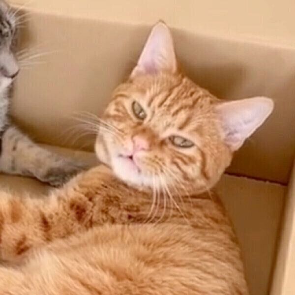 フレーメン反応をするサクくん