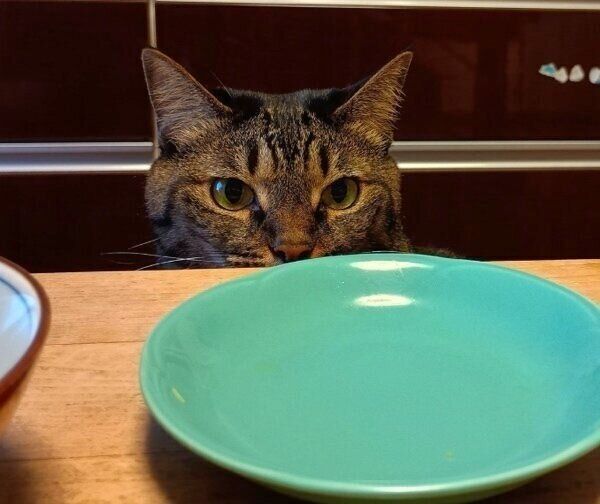 食卓を見つめるコイモちゃん