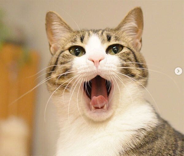 口を開けるしゃこちゃん