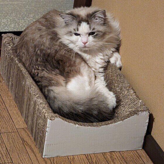 ラグドールのミー くん