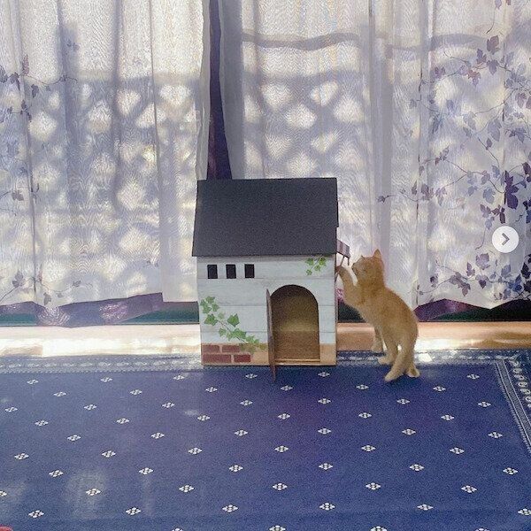 猫のためのDIY作品