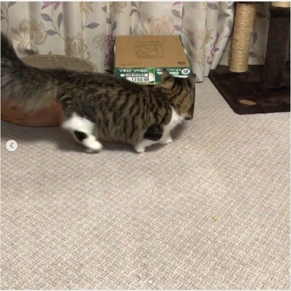 箱に入る猫