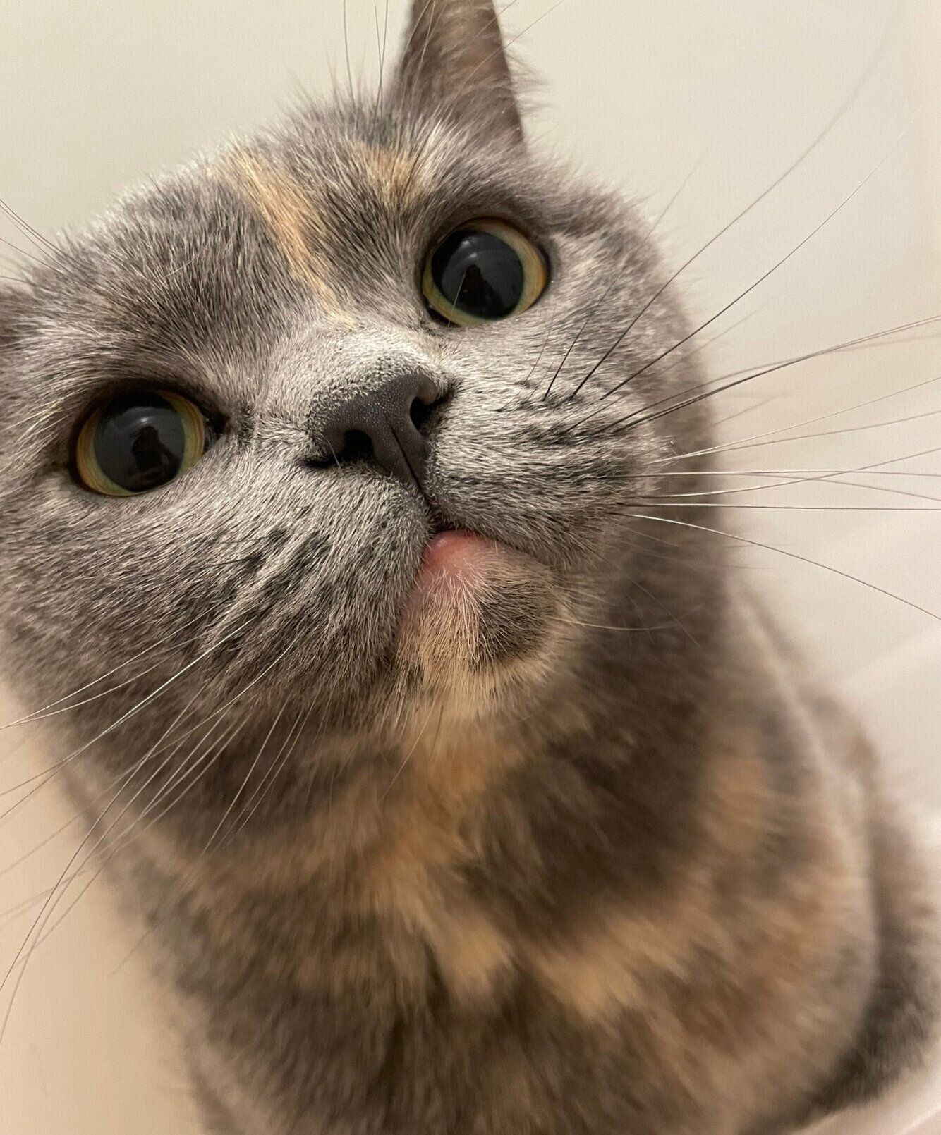 見上げるグクちゃん