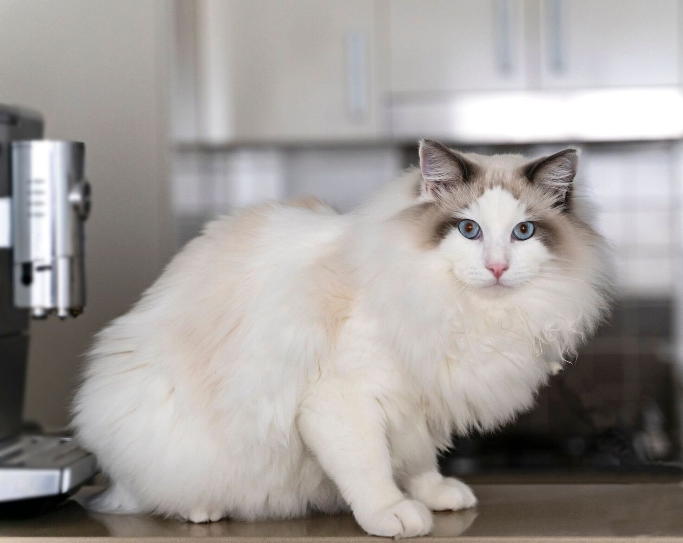 ラグドールの特徴と飼い方 可愛い画像いっぱい ねこのきもち 猫図鑑 ねこのきもちweb Magazine ラグドールの特徴と飼い方 可愛い画像いっぱい ねこのきもち 猫図鑑 ねこのきもちweb Magazine