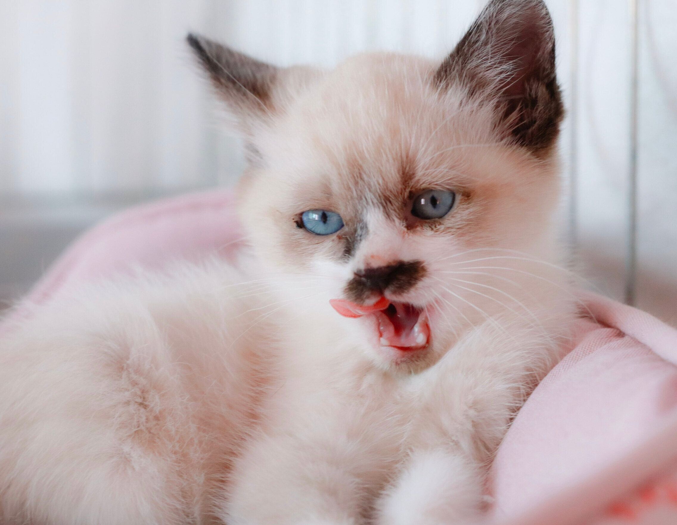 生後推定2カ月のころのちーちゃん