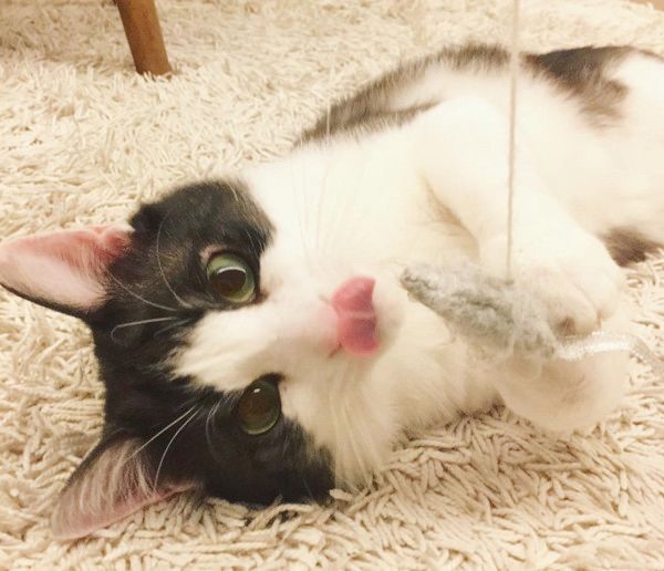 すくすく成長する猫4兄妹