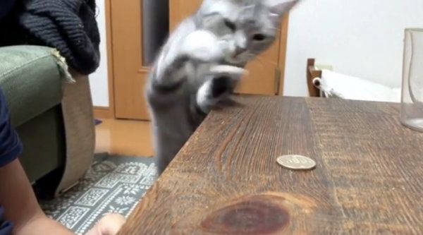 コインで遊ぶアメリカンショートヘア