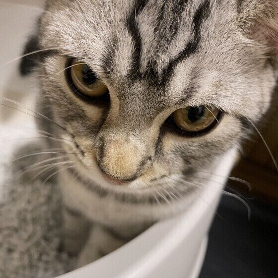 トイレに入るアメリカンショートヘア