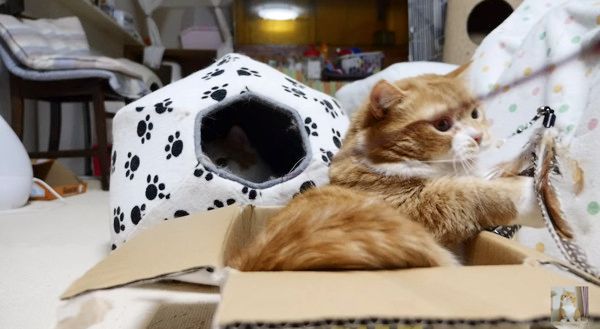 じゃらしに夢中な猫