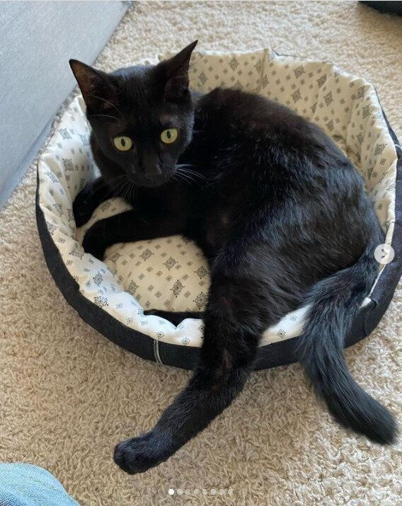 @yumiko_latte_cocoaさんの猫ベッド