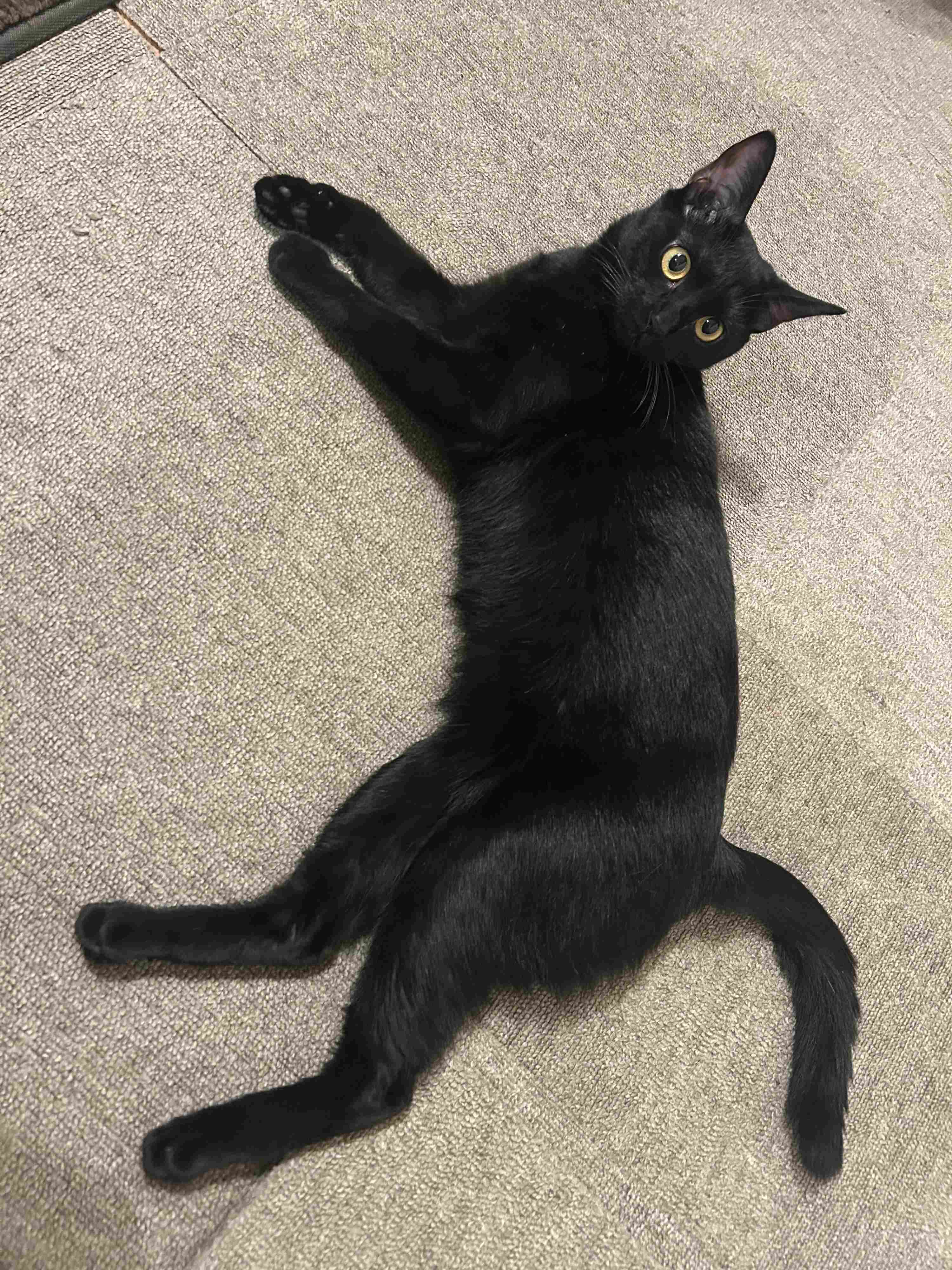 床でくつろぐ猫