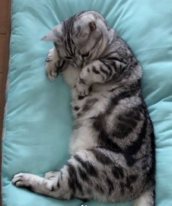 横着して爪とぎする猫