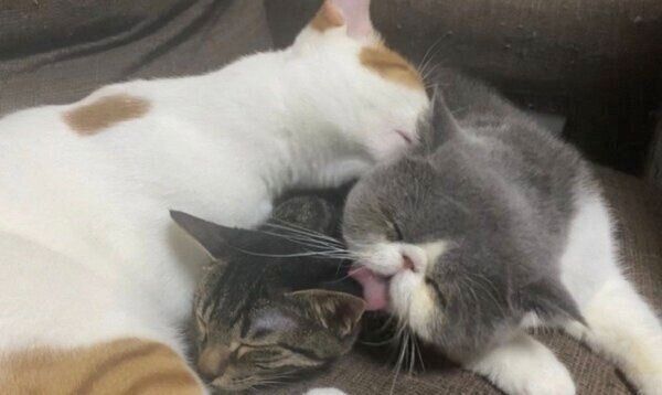 仲良しの猫たち