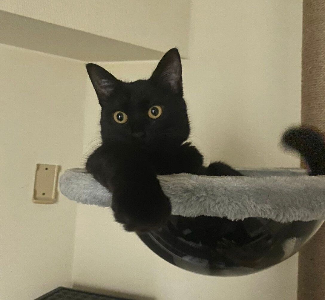 キャットタワーで「湯船に入るおじさん」みたいなポーズをするぷにゃちゃん