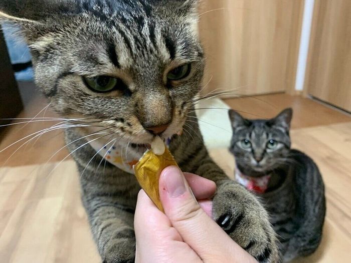 おやつをもらう同居猫を後方で見つめるとろちゃん