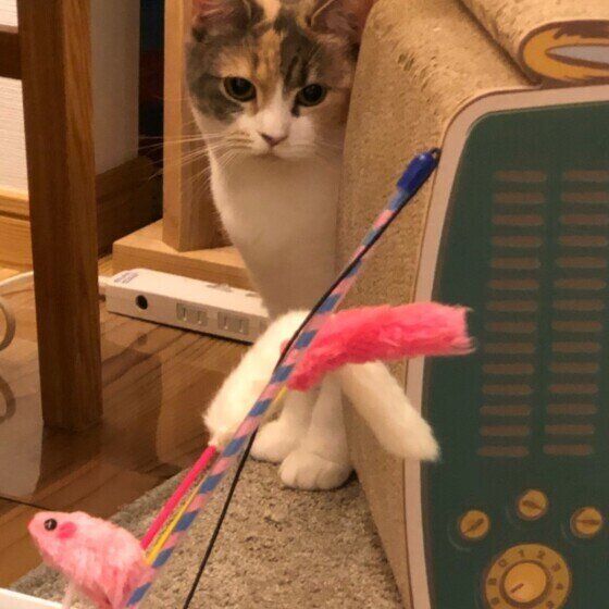 おもちゃをみつめる猫（マンチカン、メス）