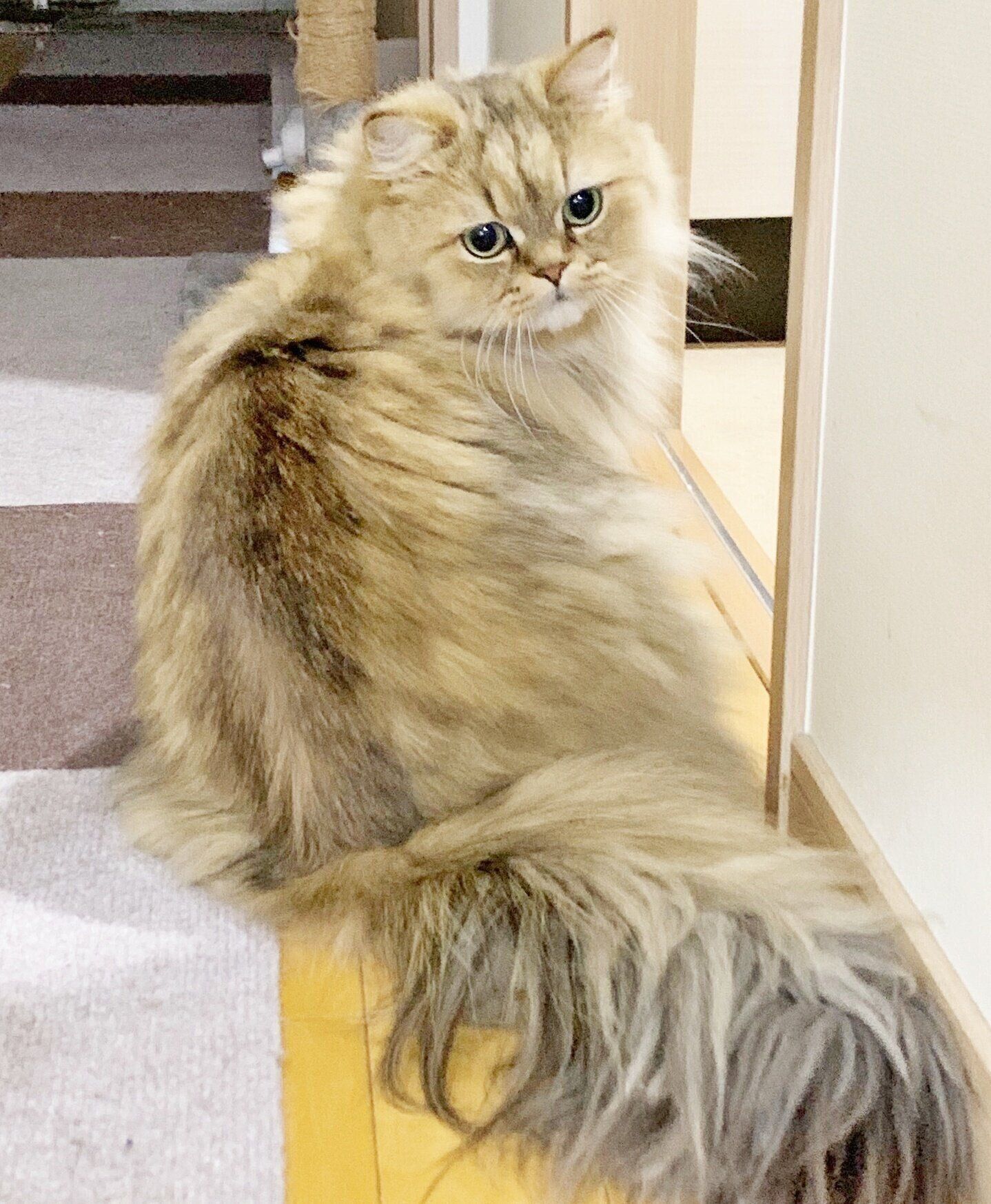 後ろを振り返るペルシャ