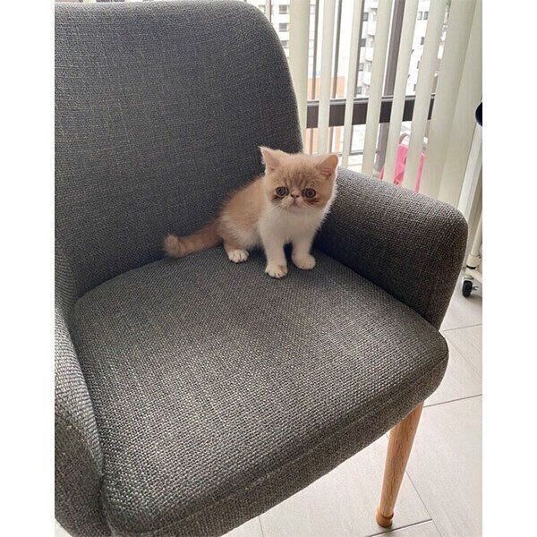 子猫時代のちゃまろくん