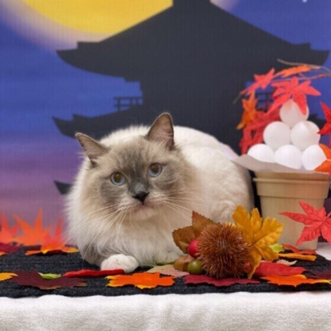 かぼちゃは猫に与えてもいいの 秋が旬の食材を与えてok Ng を解説します ねこのきもちweb Magazine かぼちゃは猫に与えてもいいの 秋が旬の食材を与えてok Ng を解説します ねこのきもちweb Magazine