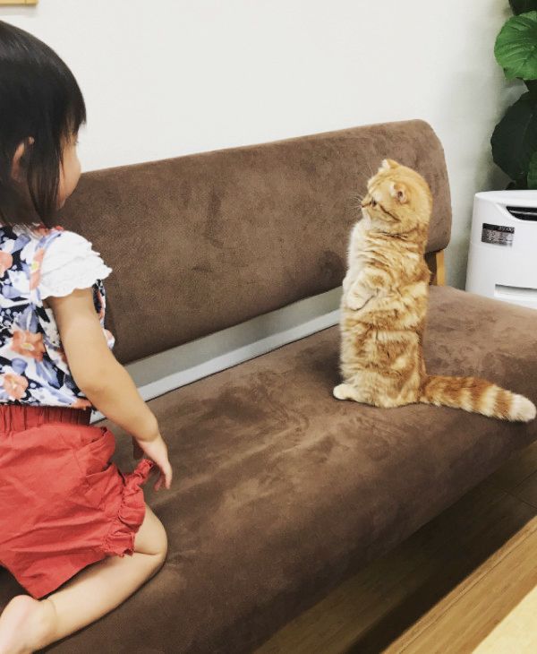 女の子と背くらべする猫