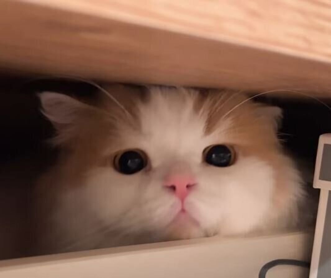 どうやってそこに 引き出しの奥の隙間に入ってちょっと満足そうな猫 ねこのきもちweb Magazine どうやってそこに 引き出しの奥の隙間に入ってちょっと満足そうな猫 ねこのきもちweb Magazine