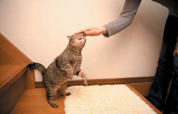 あなたと暮らす愛猫の世界には22の好きがあふれている