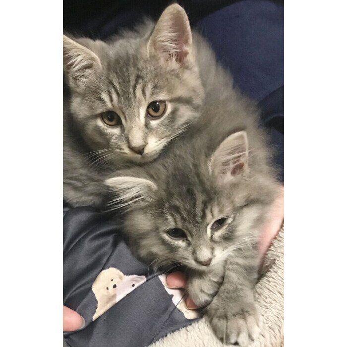 生後4カ月のころのじじくん、ぷぷちゃん