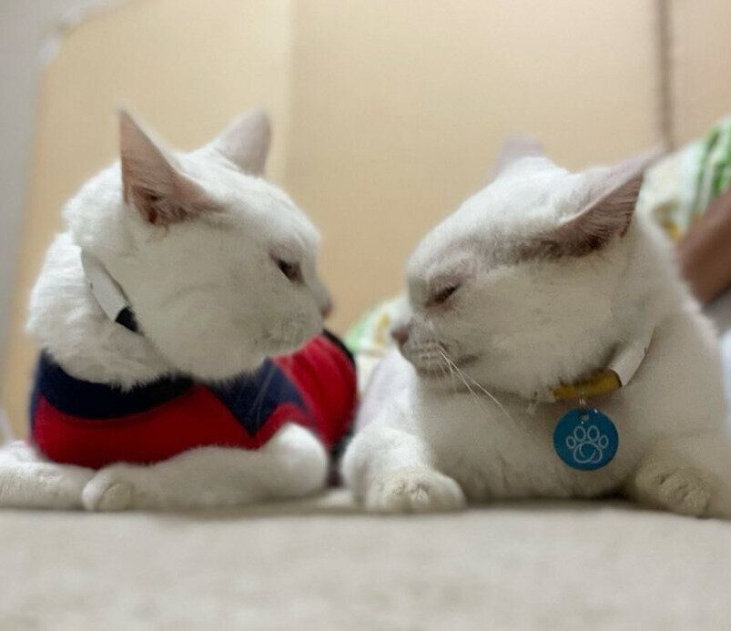 見つめあうリリーちゃんとぷるちゃん